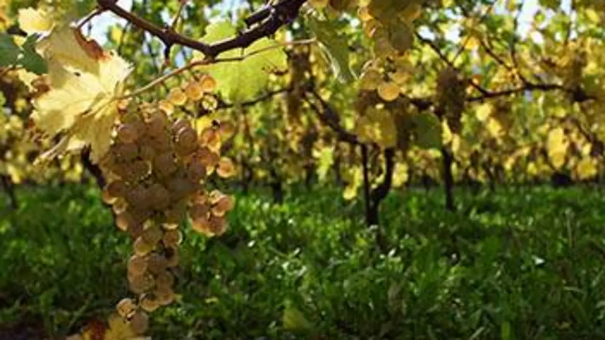 Chasselas forever, une histoire de cépage Une histoire de cépage