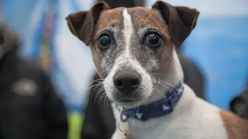 Casting Chasseur de trésor