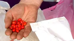 Visuel de Chasseurs de graines rares pour jardins fous