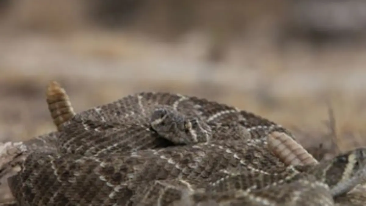 Chasseurs de reptiles S01E03 Surprise mortelle