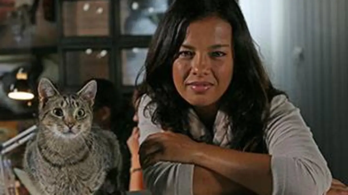 Chats des villes et chats des champs E01 Tous les sens en alerte