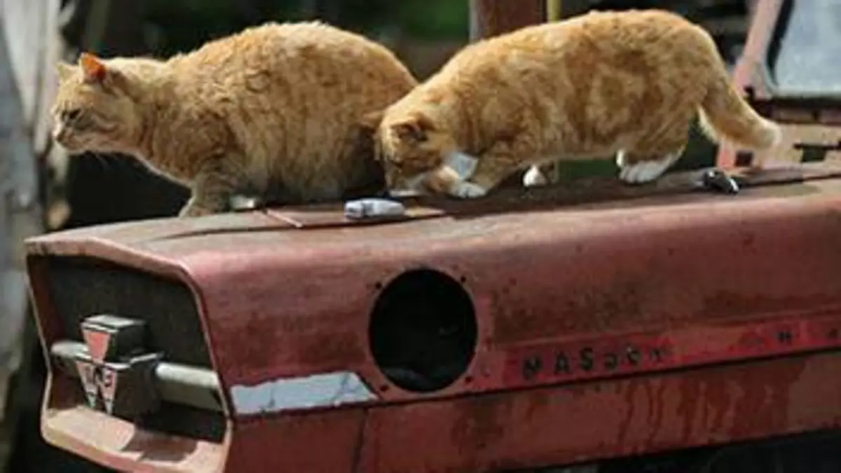 Chats des villes et chats des champs E02 Des fauves miniatures