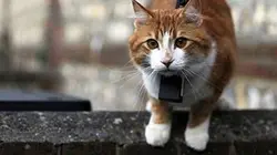 Visuel de Chats des villes et chats des champs