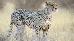 Chats et chiens sauvages