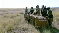 Chats et chiens sauvages Des canidés alliés pour lutter