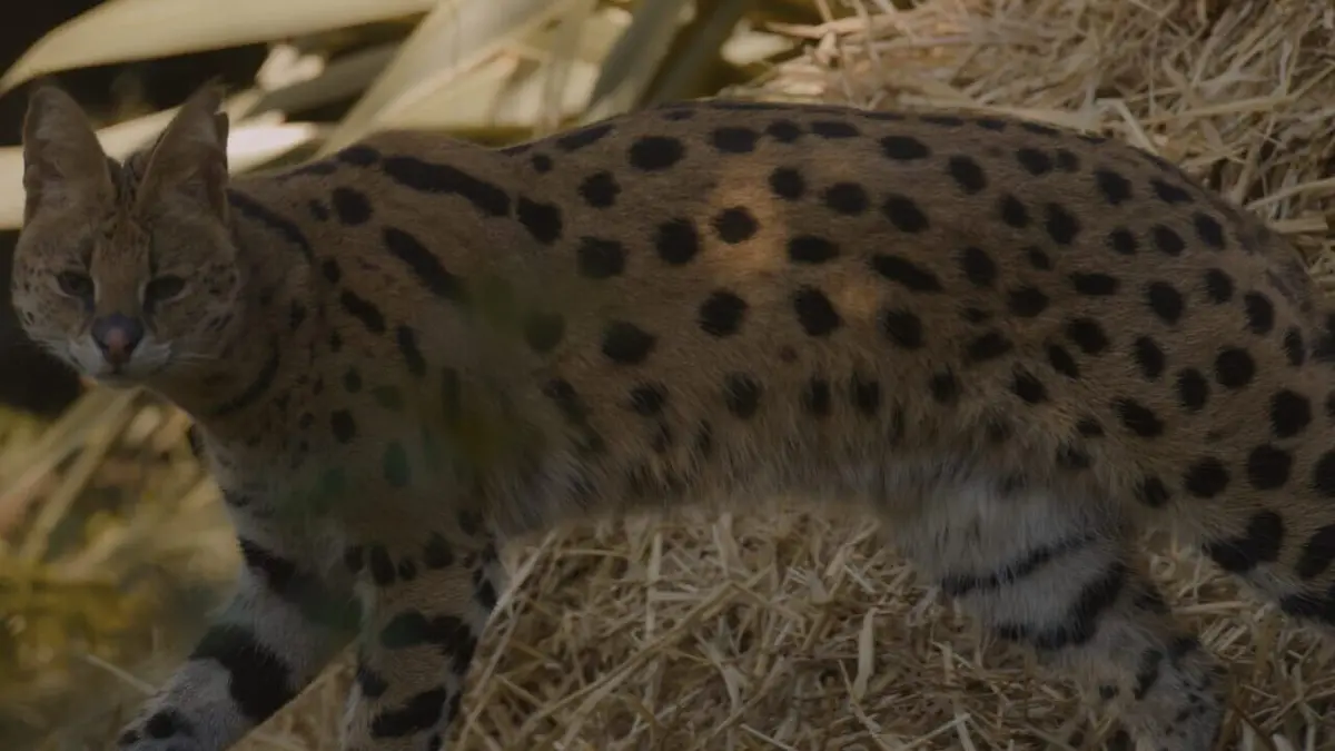 Chats et chiens sauvages Félins d'Europe : les revenants