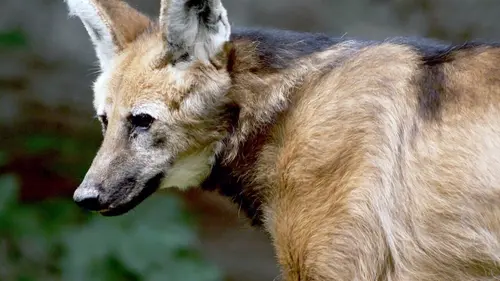 Chats et chiens sauvages Des canidés champions de l'adaptation