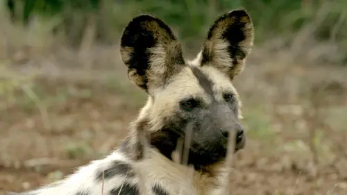 Chats et chiens sauvages Des canidés alliés pour lutter