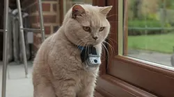 Visuel de Chats sous surveillance