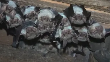 Chauve-souris : alliée ou ennemie ?
