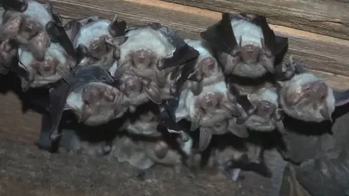 Chauve-souris : alliée ou ennemie ?