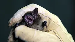 Visuel de Chauves-souris en danger