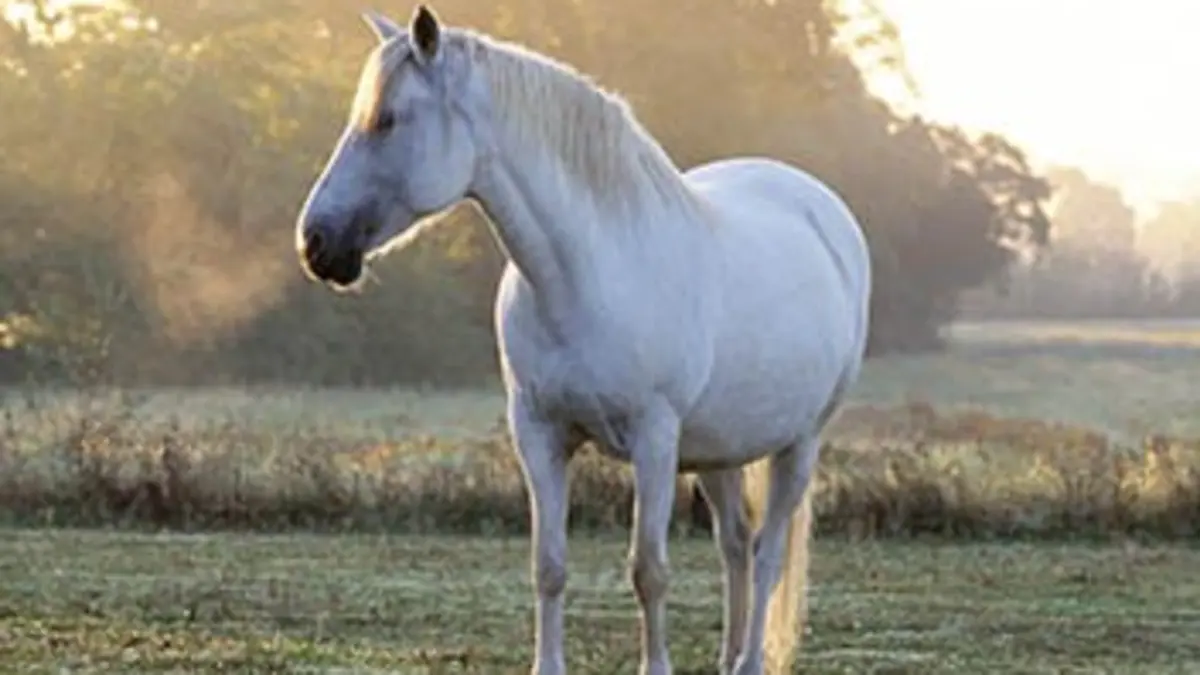 Cheval de Camargue, le seigneur des marais