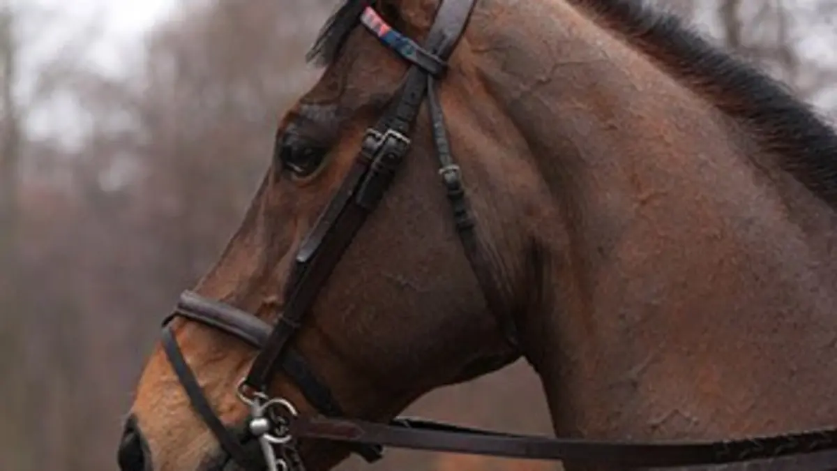 Cheval de chasse : un athlète complet