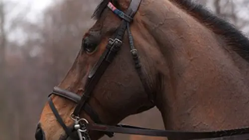 Cheval de chasse : un athlète complet