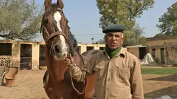 Cheval Marwari, la renaissance du prince des Indes