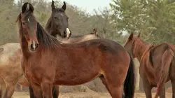 Cheval Marwari, la renaissance du prince des Indes