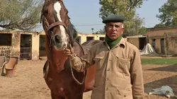 Cheval Marwari, la renaissance du prince des Indes