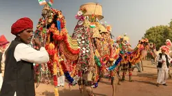 Cheval Marwari, la renaissance du prince des Indes