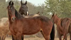 Cheval Marwari, la renaissance du prince des Indes
