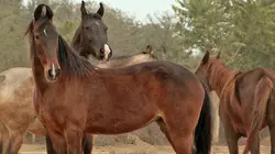 Cheval Marwari, la renaissance du prince des Indes