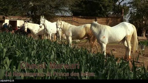 Cheval Marwari, la renaissance du prince des Indes