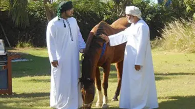 Les pur-sang du sultanat d'Oman