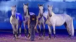 Visuel de Chevaux libres à l'affiche