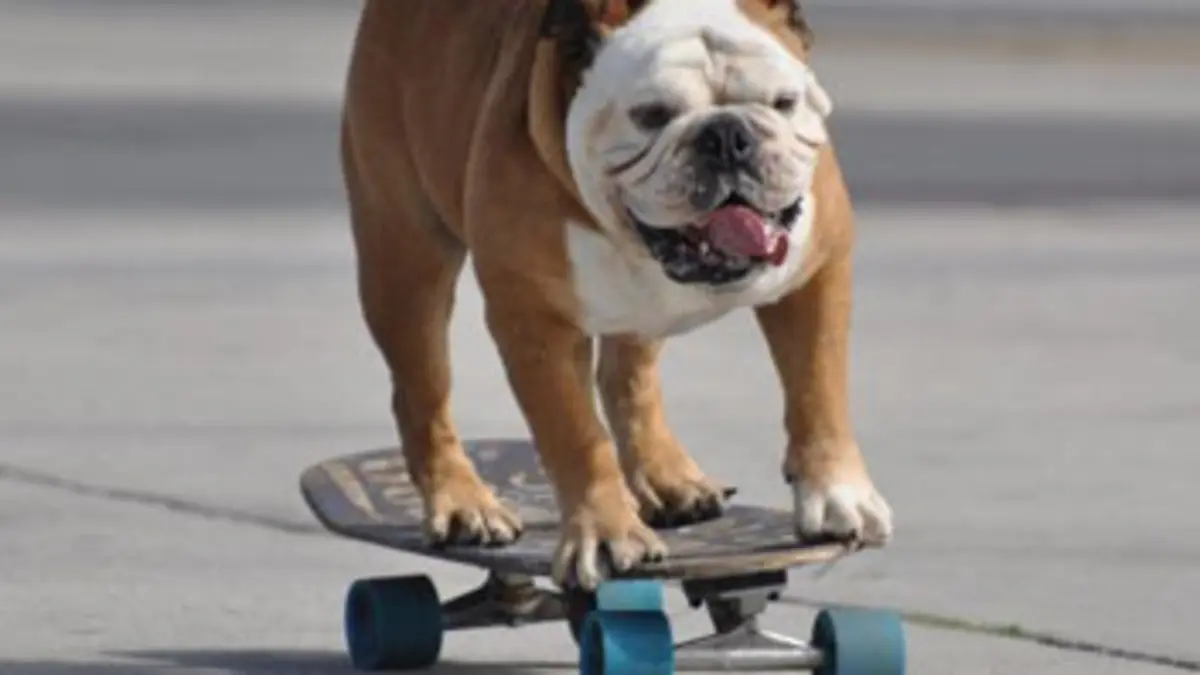 Chien skateur et dauphins devins E01 Chien skateur et dauphins devins