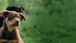 Chiens de berger : l'art de diriger