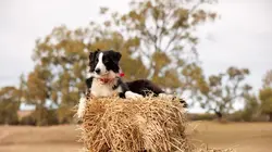 Chiens de berger : l'art de diriger