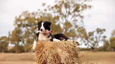 Chiens de berger : l'art de diriger