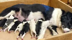 Chiens de berger : l'art de diriger