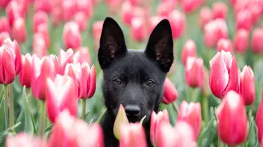 Chiens de berger : l'art de diriger