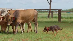 Chiens de berger : l'art de diriger