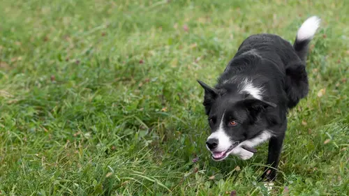 Chiens de berger : l'art de diriger