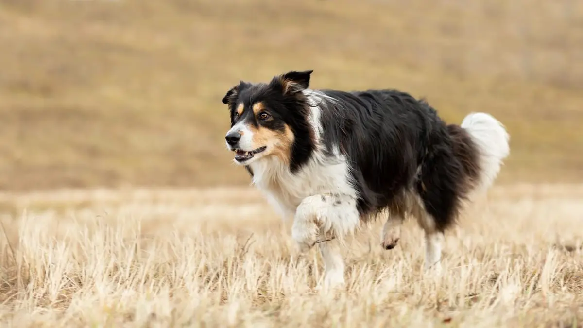 Chiens de berger : l'art de diriger