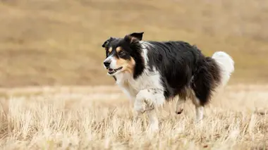 Chiens de berger : l'art de diriger