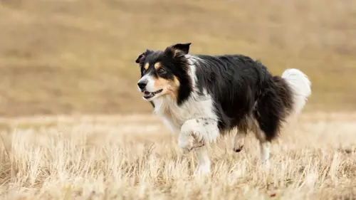 Casting Chiens de berger : l'art de diriger