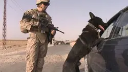 Visuel de Chiens de guerre
