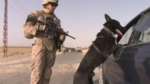 Chiens de guerre