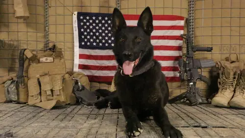 Casting Chiens de guerre