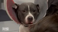 Chiens et chats sans collier Faits l'un pour l'autre