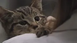 Chiens et chats sans collier