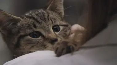 Et voici bébé