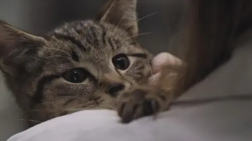 Chiens et chats sans collier Réapprendre à vivre