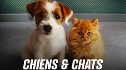 Chiens et chats sans collier