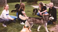 Chiens et chats sans collier