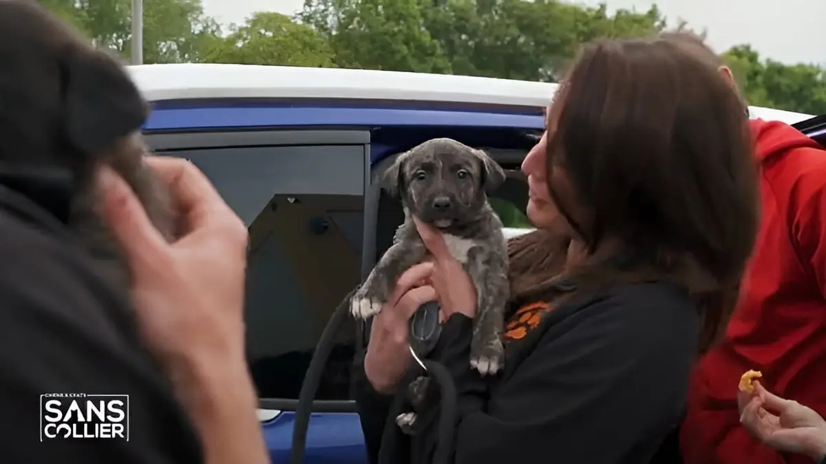 Chiens et chats sans collier