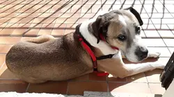 Chiens et chats sans collier  Lulu le craintif